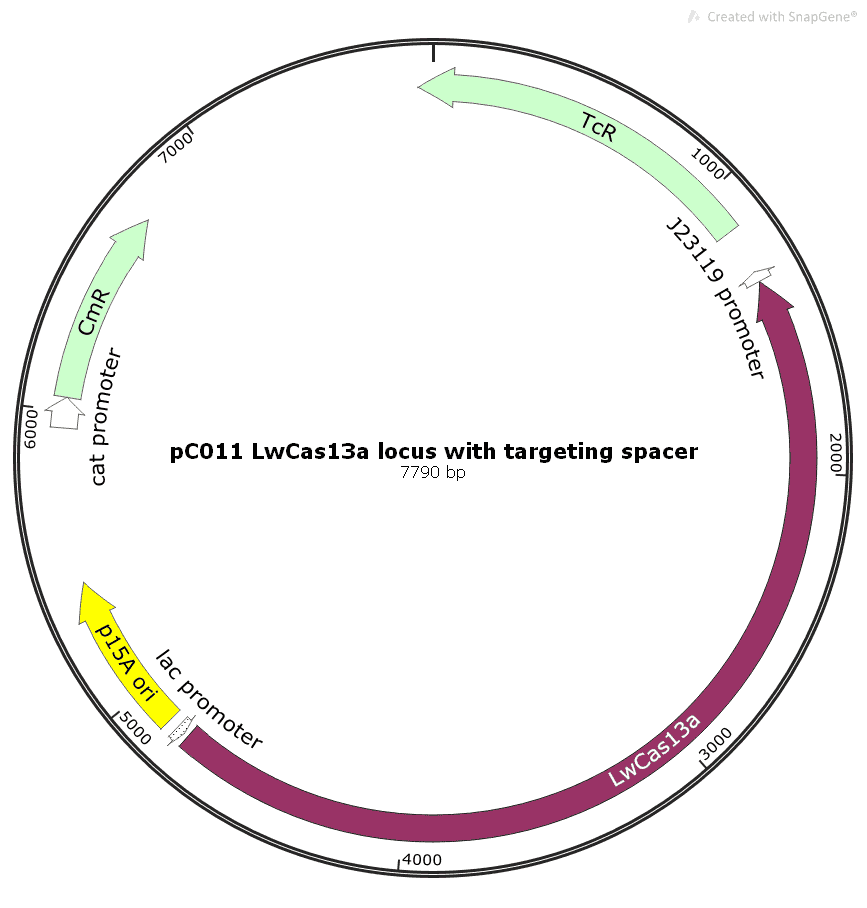 pC011 LwCas13a locus with targeting spacer - Click Image to Close